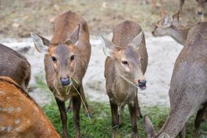 veado pastar dentro a nacional parque foto