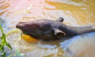 malayan anta comendo alimentação em a água dentro a animais selvagens santuário tapirus terrestris foto