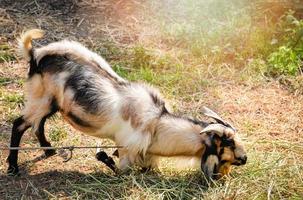 bode Fazenda com corda intérprete dentro a pescoço gravata corda animal foto