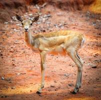 jovem africano Thomson gazela dentro a animais selvagens santuário eudorcas thomsonii foto