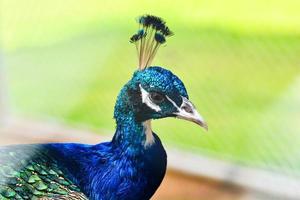 pavão retrato fechar acima cabeça pavão caminhando em verde Relva dentro Fazenda - pavão pássaro foto