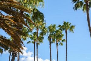 baixo ângulo Visão do lindo alta Palma árvores crescendo debaixo Claro azul céu foto