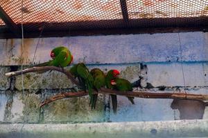 seletivo foco do mitrado parkite pássaros empoleirado dentro seus gaiolas. foto