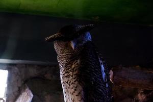 seletivo foco do faixa preta corujas empoleirado dentro uma Sombrio jaula. foto