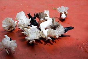 seletivo foco do pombos este estão empoleirado e alimentando dentro seus gaiolas. foto