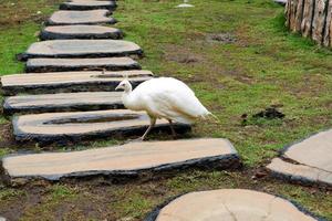 seletivo foco do a branco pavão este estava caminhando dentro dele jaula. foto