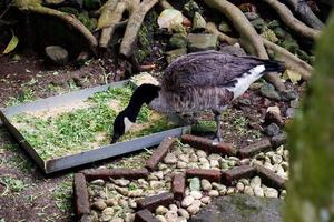 seletivo foco do canadense gansos quem estão alimentando dentro seus gaiolas. foto