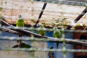 seletivo foco do a de coroa azul parquet pássaro empoleirado dentro Está jaula. foto