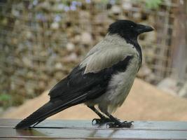 ampla cinzento Raven carrinhos em a limite do a casa voou dentro para Visita, fechar-se foto