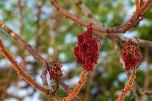 galhos e frutas do sumagre arbusto rhus coriaria coberto com neve dentro inverno temporada. foto