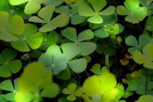 fechar-se verde folhas em borrão plano de fundo, natureza conceito, trevo ou água trevo plantar foto