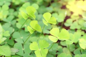 fechar-se verde folhas em borrão plano de fundo, natureza conceito, trevo ou água trevo plantar foto