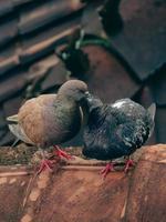 foto do a momento quando dois pombas estão visto se beijando em a cobertura do uma casa