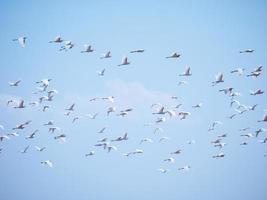 foto do milhares do pássaros vôo Alto dentro a azul céu