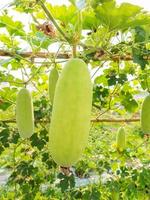 verde cera cabaça em campo agrícola foto