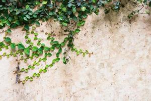 verde rastejador plantar em cimento parede lindo fundo foto