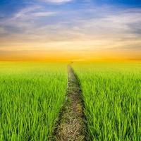 arroz campo e nuvens pôr do sol com espaço foto