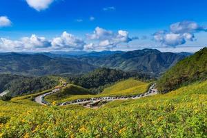 girassol mexicano tung bua tong em maehongson, tailândia foto