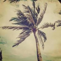 coco Palma árvore em de praia com vintage efeito. foto