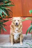 tailandês cachorro sentado em chão foto