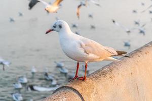 a gaivota está parada na beira da ponte. foto