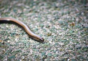 fechar acima do a croata bebê serpente cabeça foto