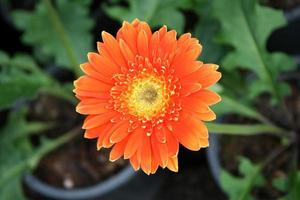 flor gérbera laranja foto