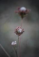 caracol em uma flor foto