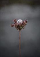 caracol em uma flor foto