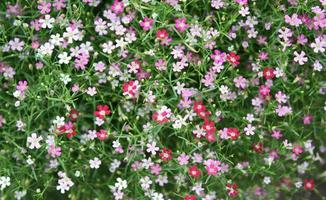 florzinhas de gipsófila foto