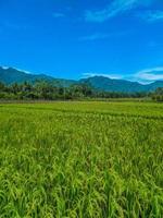 panorâmico Visão do lindo ensolarado dia dentro arroz Campos com azul céu e montanhas. foto