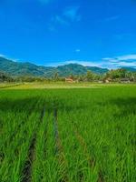 panorâmico Visão do lindo ensolarado dia dentro arroz Campos com azul céu e montanhas. foto