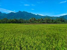 panorâmico Visão do lindo ensolarado dia dentro arroz Campos com azul céu e montanhas. foto
