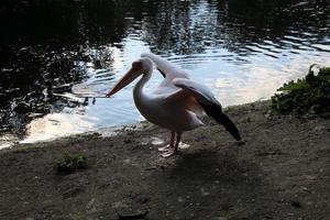 uma visão de um pelicano em londres foto