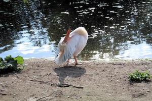 uma visão de um pelicano em londres foto