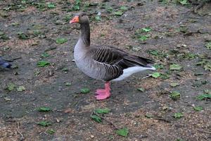 uma Visão do uma greylag Ganso dentro Londres foto