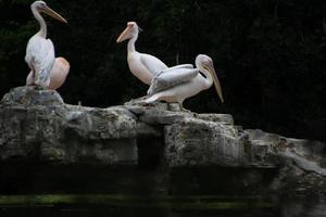 uma Visão do alguns pelicanos em uma Rocha dentro Londres foto