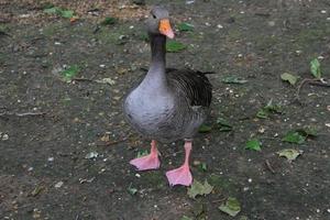 uma Visão do uma greylag Ganso dentro Londres foto