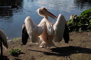 uma visão de um pelicano em londres foto