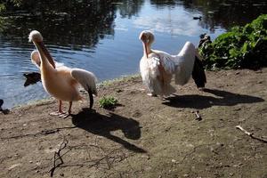 uma Visão do uma par do pelicanos dentro Londres foto