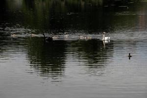 uma visão de um cisne mudo em londres foto