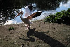 uma visão de um pelicano em londres foto