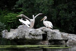 uma Visão do alguns pelicanos em uma Rocha dentro Londres foto