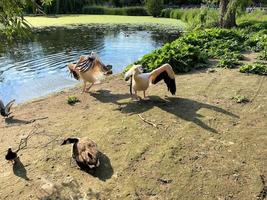 uma Visão do uma par do pelicanos dentro Londres foto