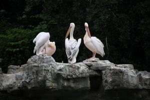 uma Visão do alguns pelicanos em uma Rocha dentro Londres foto