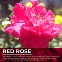 ilustração do uma breve descrição do uma vermelho rosa foto