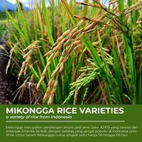 ilustração do uma breve descrição do arroz variedades foto
