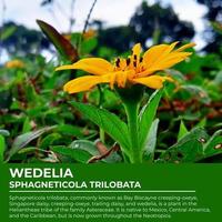 ilustração do uma breve descrição do a wedelia flor foto