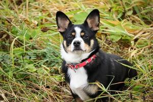 chihuahua misturado preto, Castanho e branco fofa cachorro dentro vermelho colarinho em uma andar dentro verde e amarelo grandes Relva foto