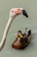 flamingo anda sobre a água foto